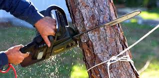 Tree and Shrub Care in Birch Bay, WA