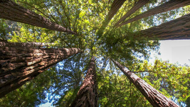 How Our Tree Care Process Works  in  Birch Bay, WA